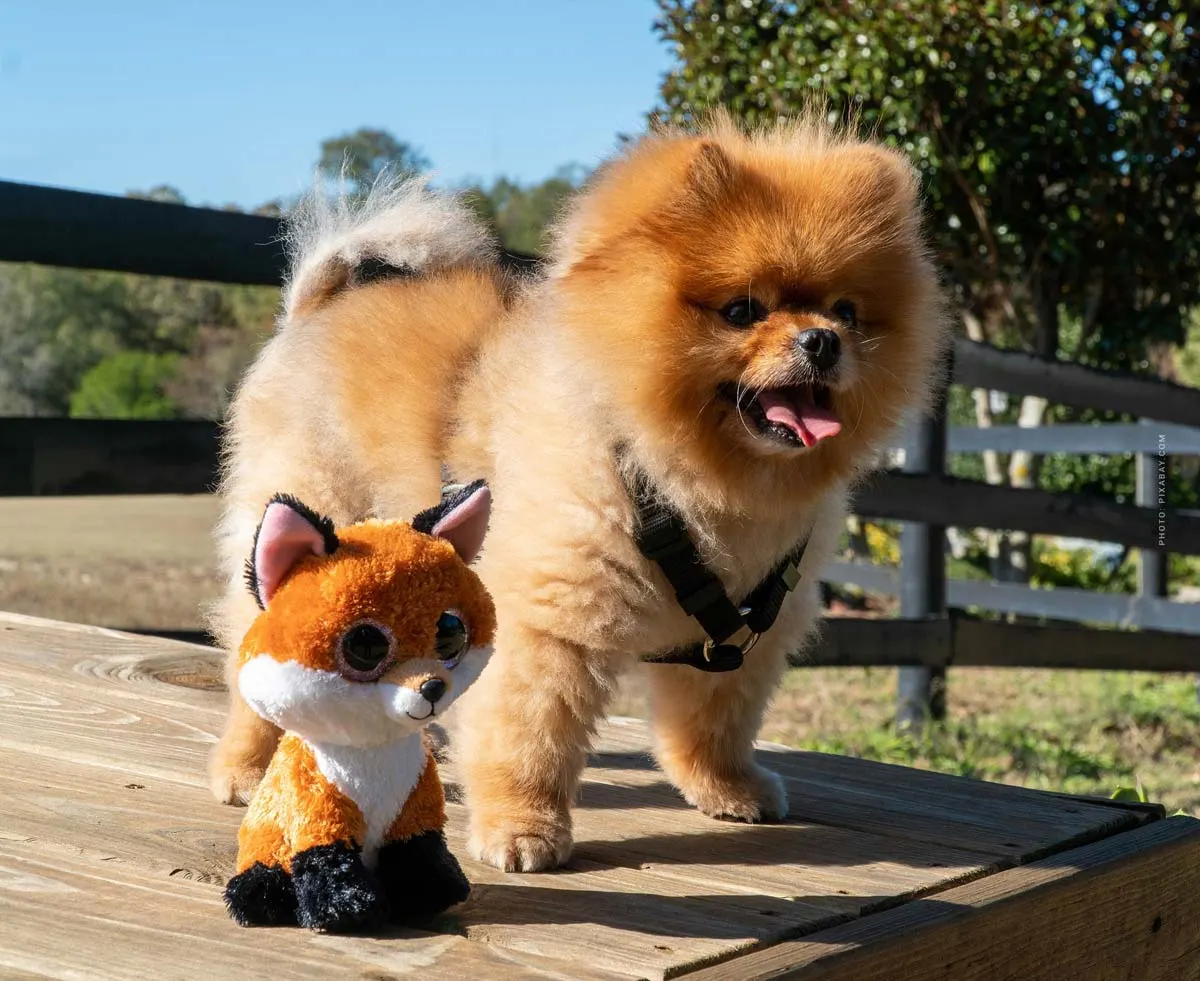 Pomeranian / Spitz nain : coûts, soins, poils, taille, poids, avantages, inconvénients... La famille ?! - les premiers mois
