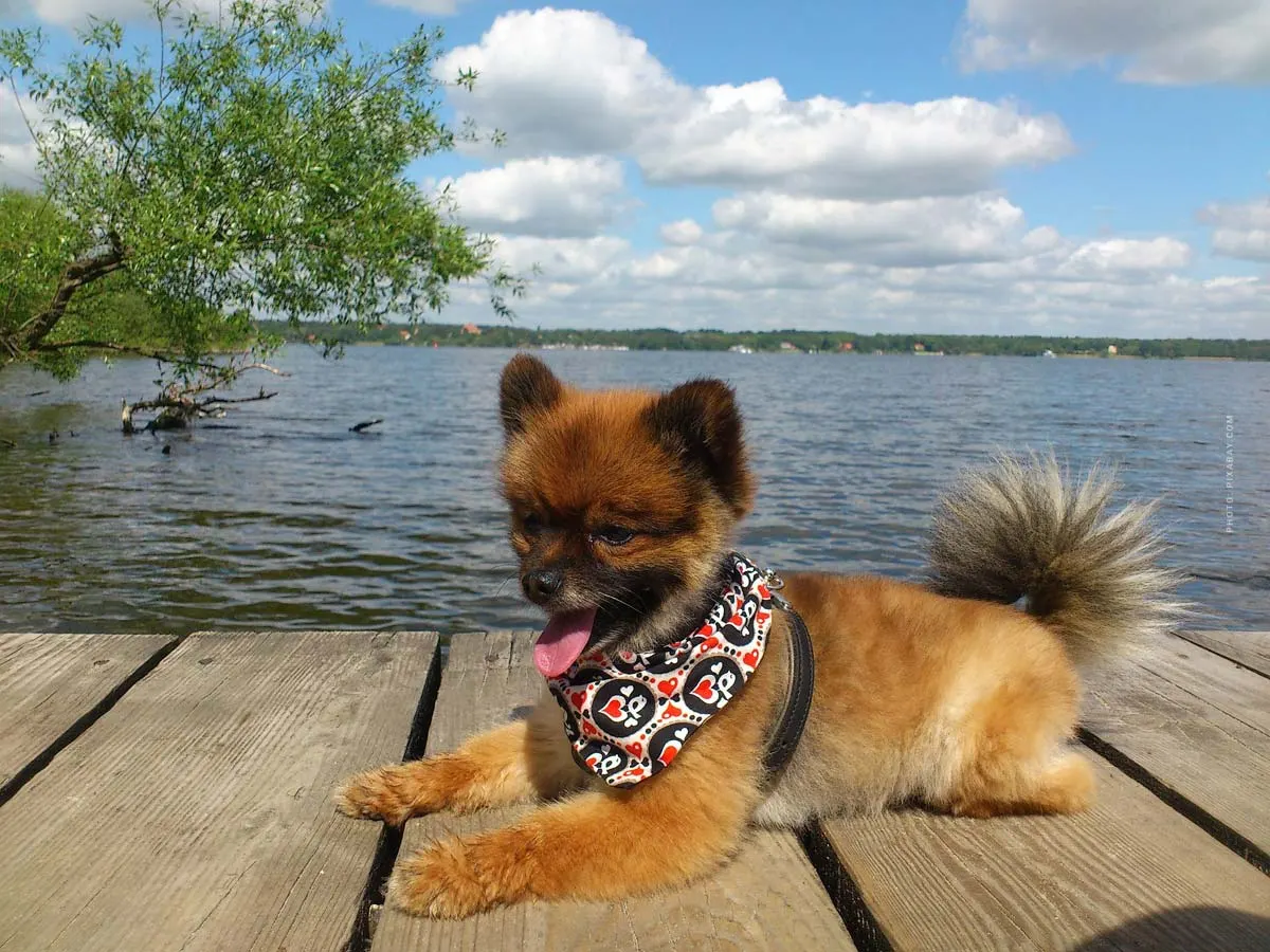 Équipement de base chiot & chien : 6 Must Haves ! Nourriture, gamelle, laisse, collier, couverture, ... - Liste de contrôle