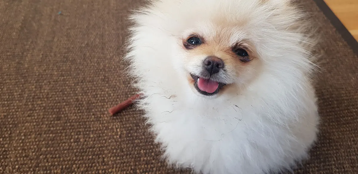 Aliments pour chiens : aliments humides, aliments secs, friandises - idées de collations pour votre chien et votre chiot
