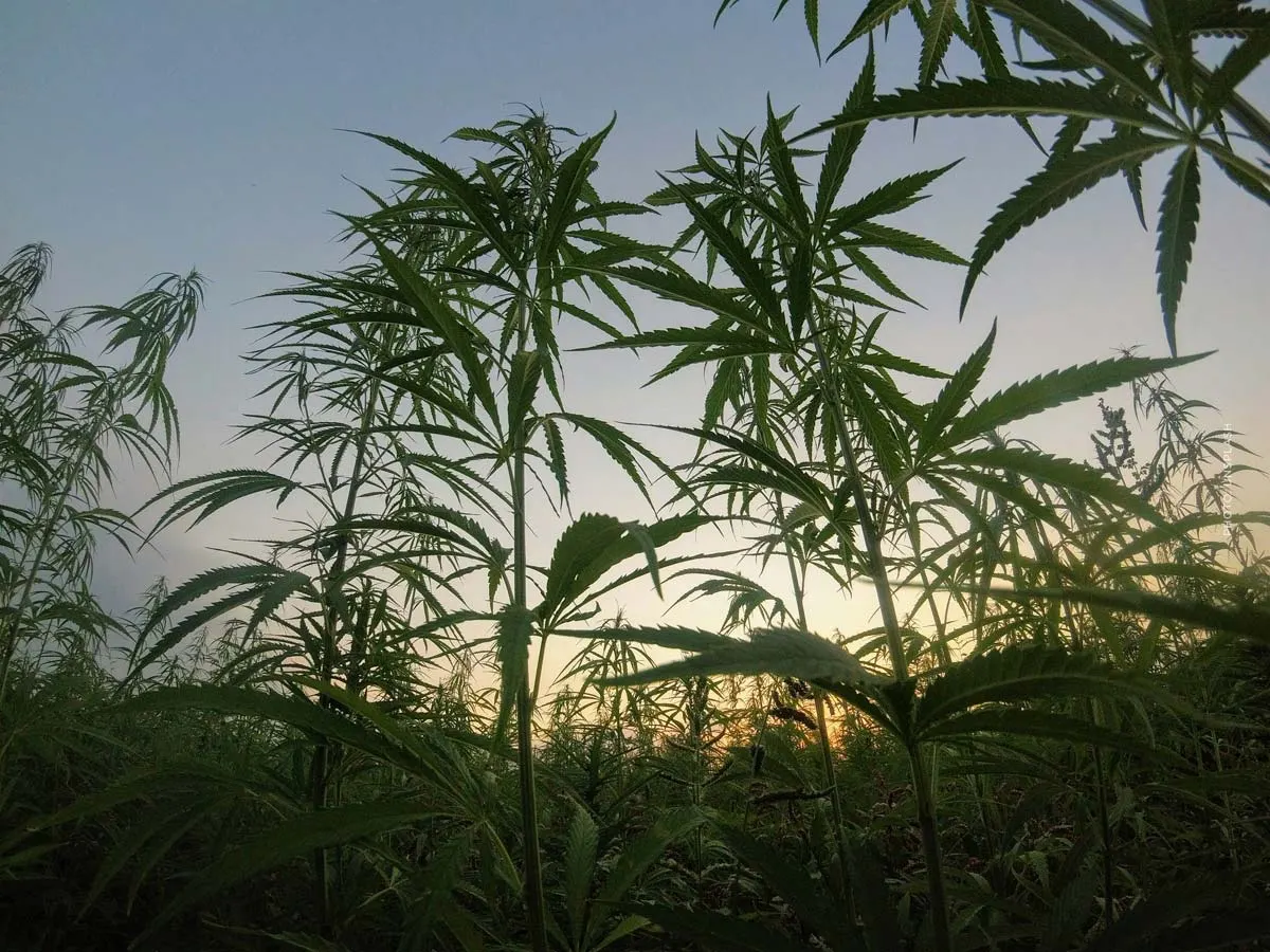 Variétés de cannabis : les meilleures & les plus populaires