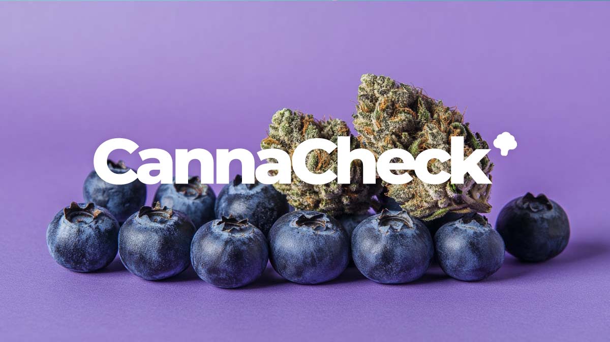 Cannabis Preisvergleich: Günstige