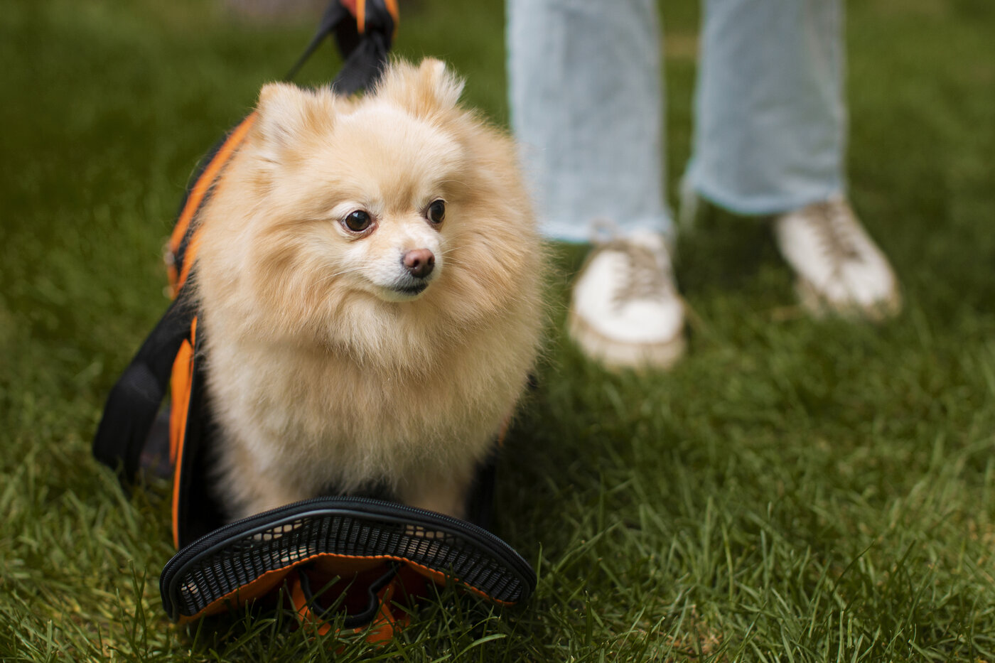 pomeranian erziehung hund besitzerin outdoor zusammen zwergspitz training spaziergang