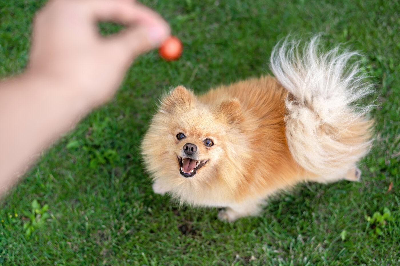 pomeranian farben braun schokolade fell zwergspitz selten farbe welpe portrait hund